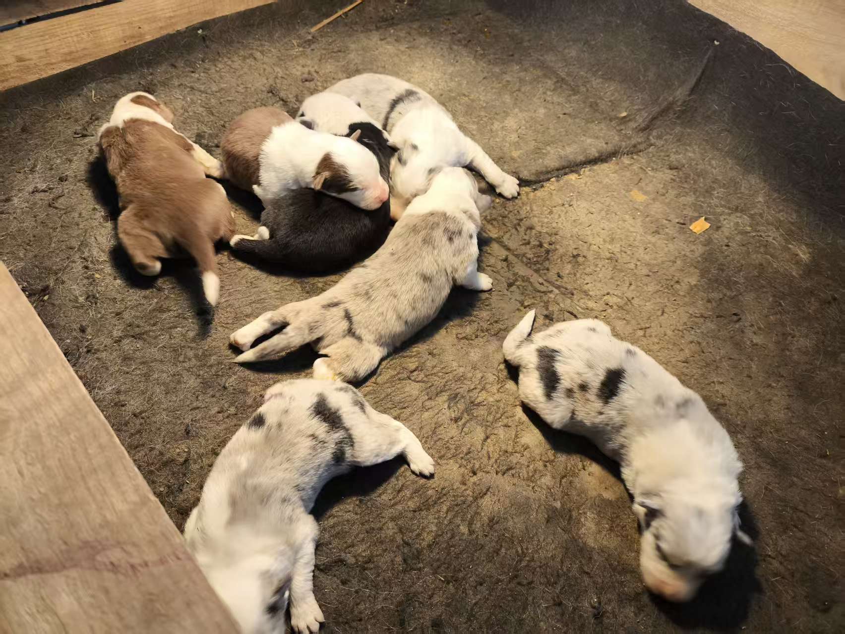 陨石色4只，咖啡色2只，黑白1只（特价），预定立减300